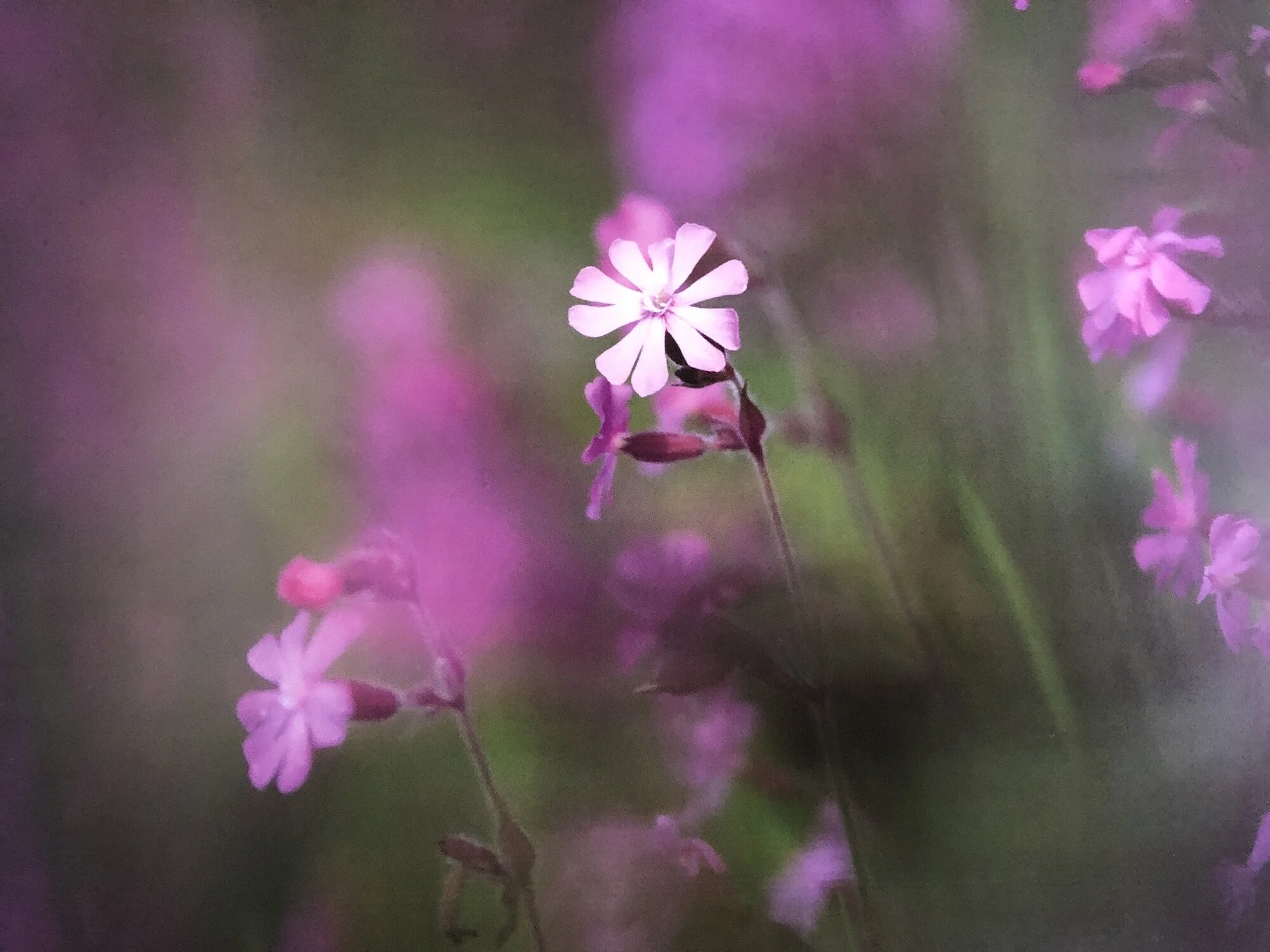 Carn &amp; Back Again