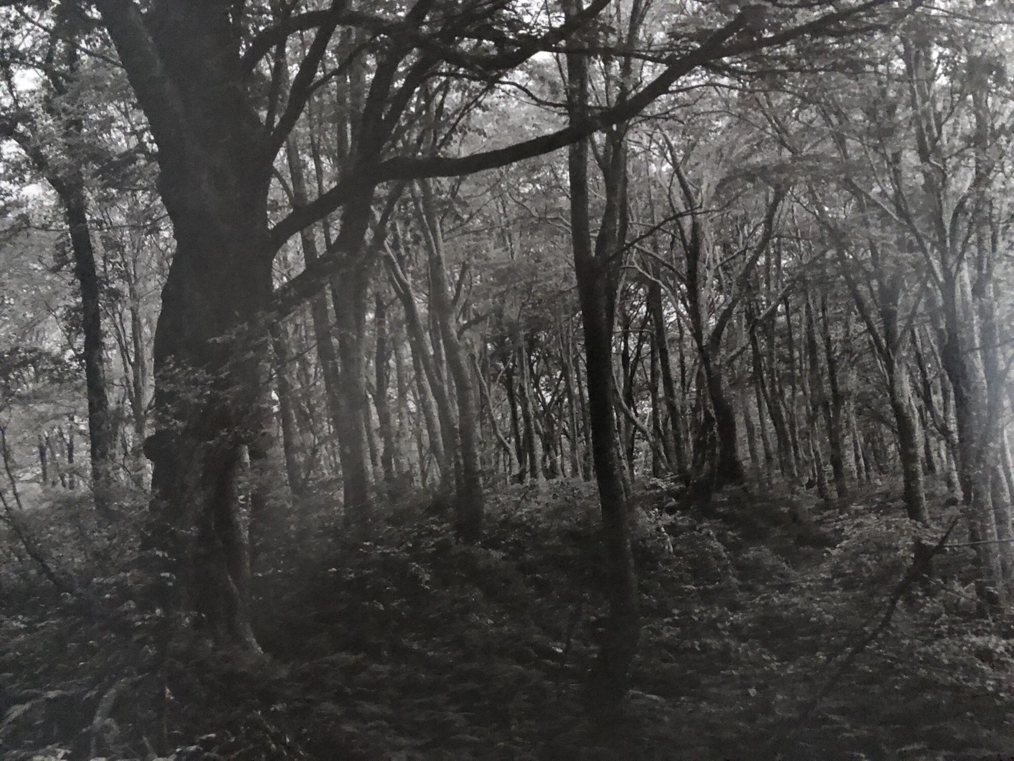 Silent Respiration of Forests