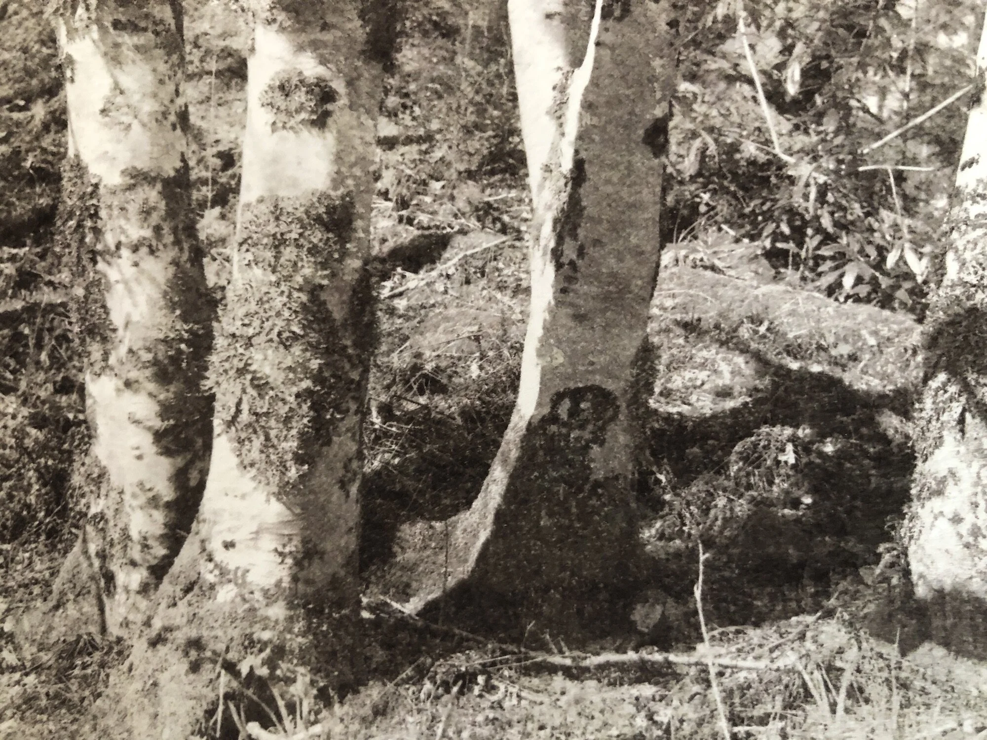 Land Covered in Trees