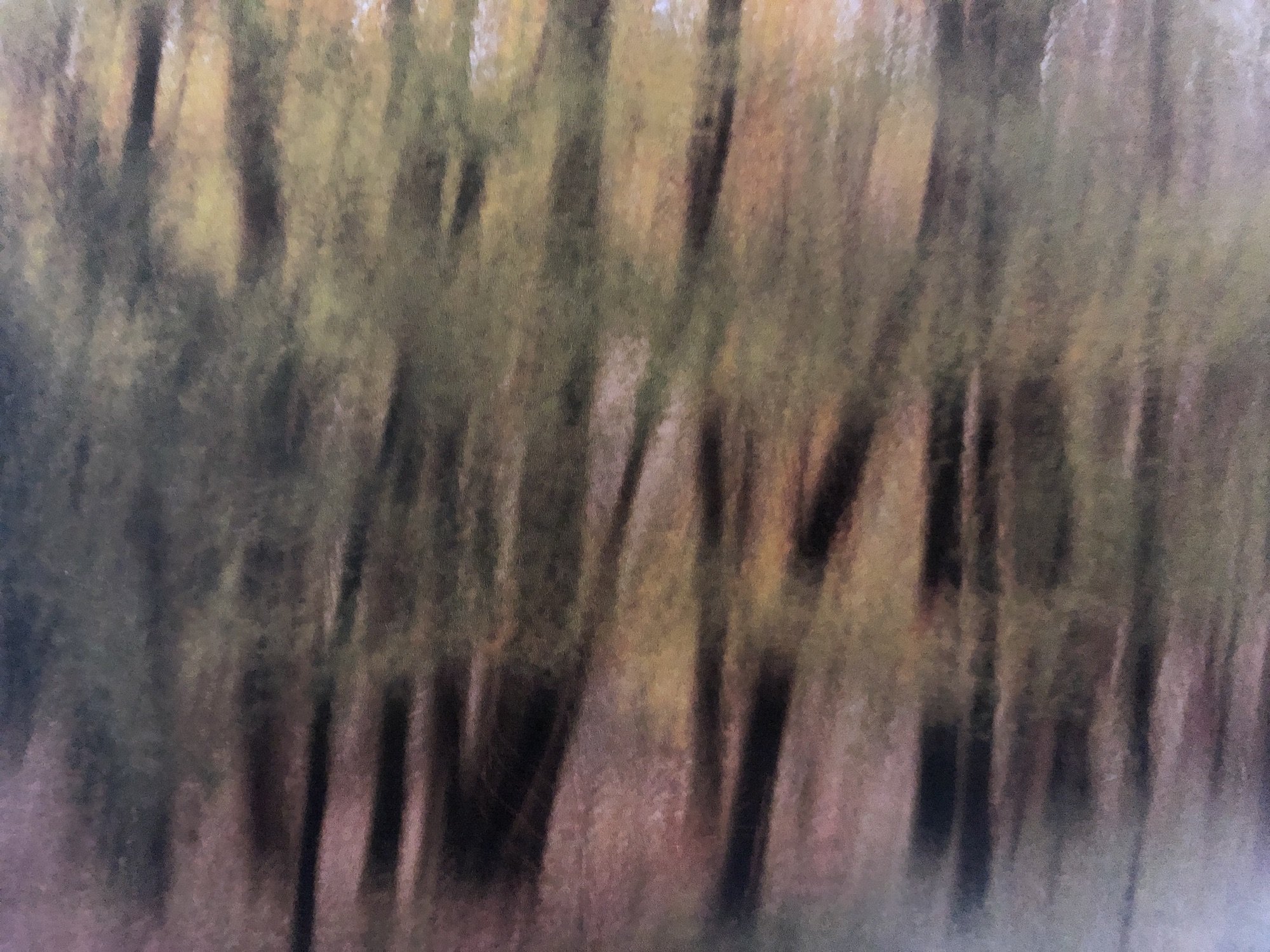 Full of trees &amp; changing leaves