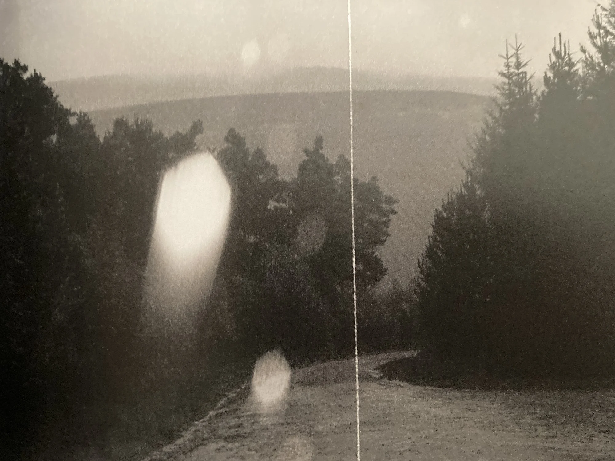 Even The Birds Were Afraid To Fly