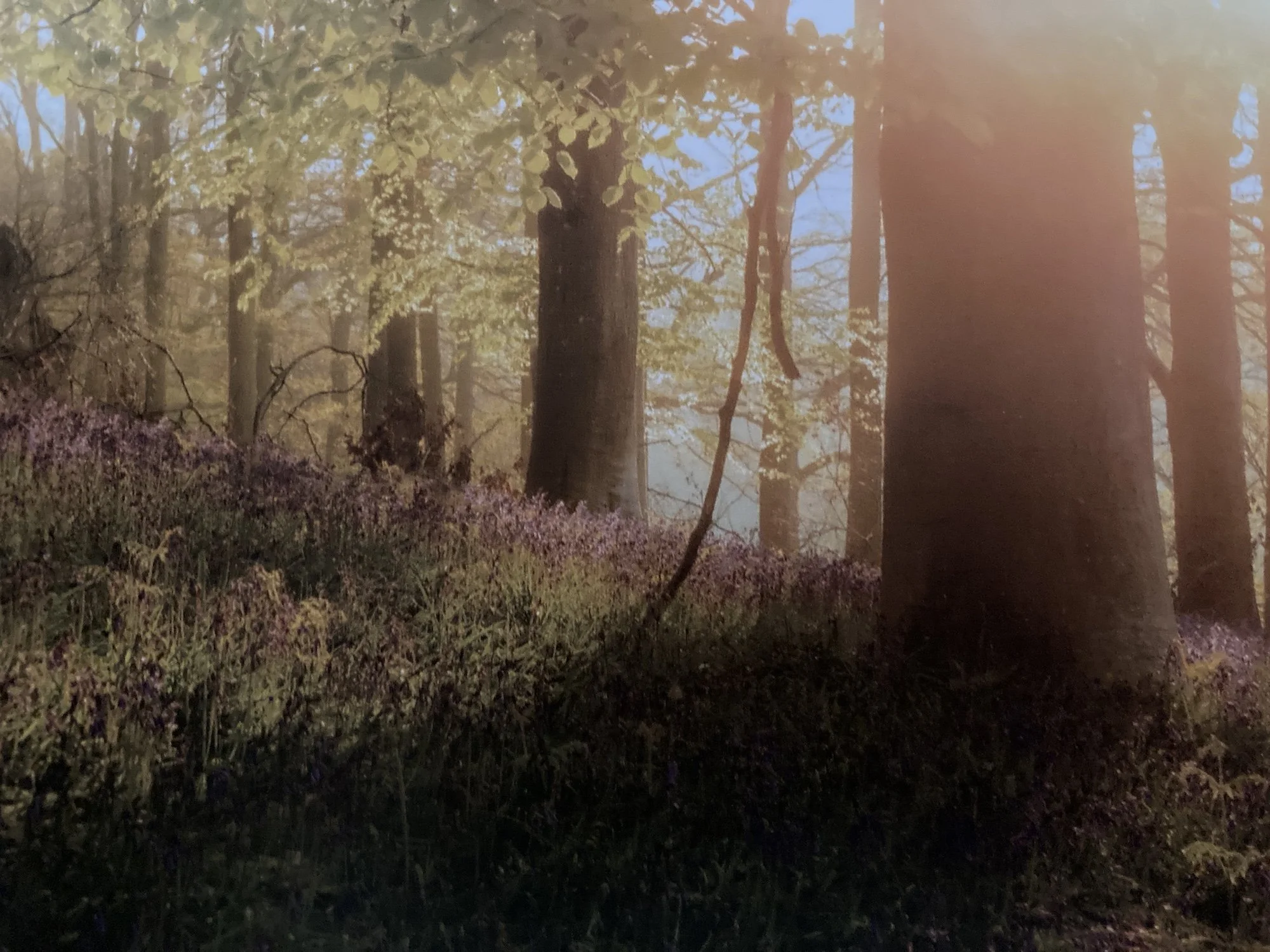 A Year Amongst Trees