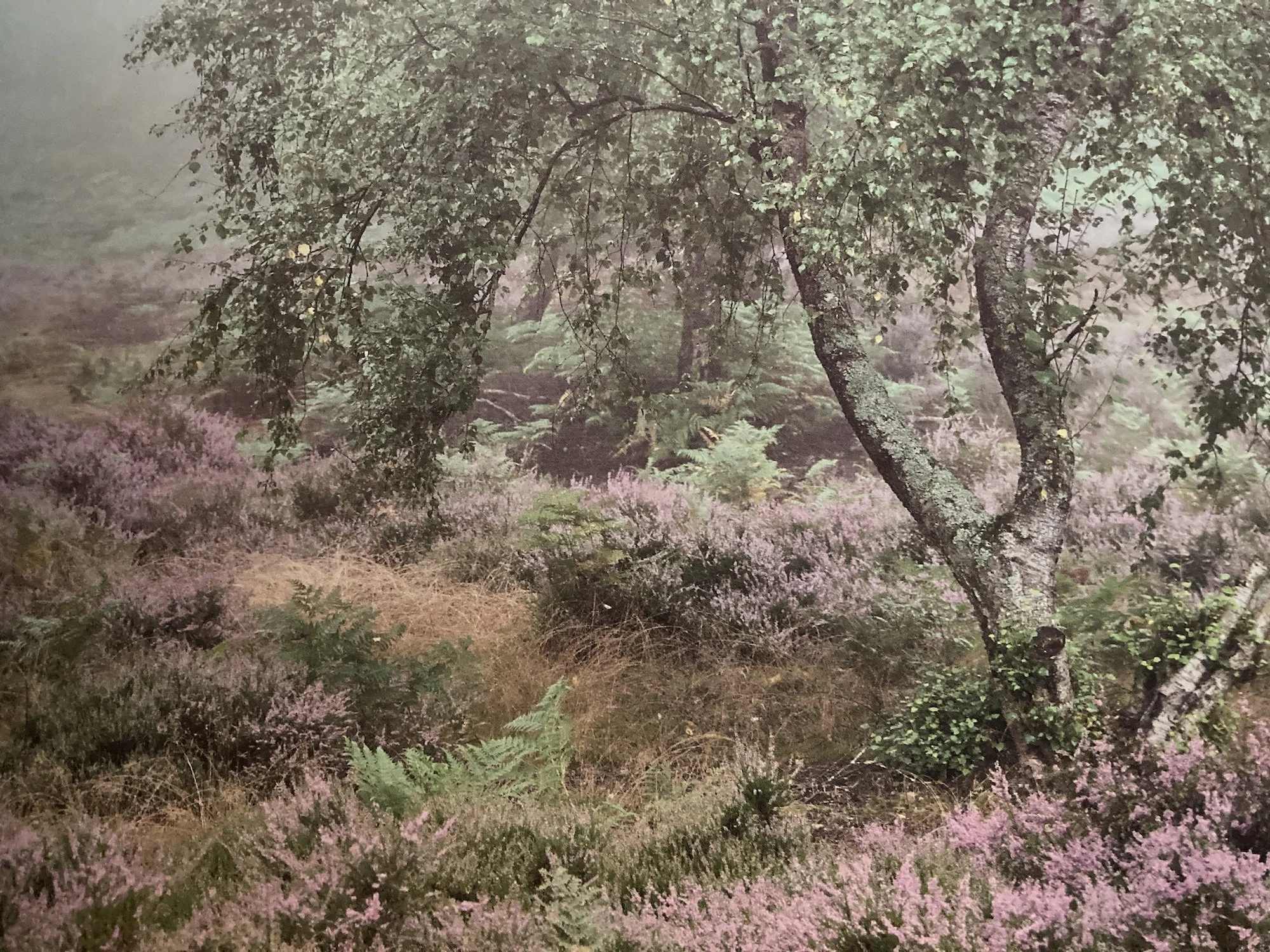 Heathland Rejuvenation