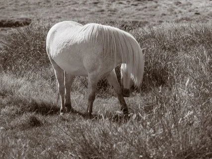 Richard and Michaela Simpson