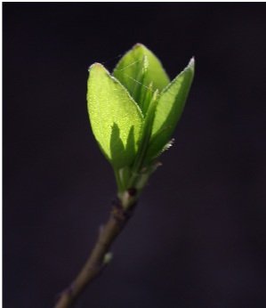 Close-up of a small green leaf sprouting from a thin branch.