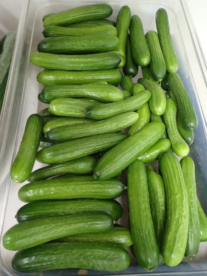 Concombre libanais.jpg