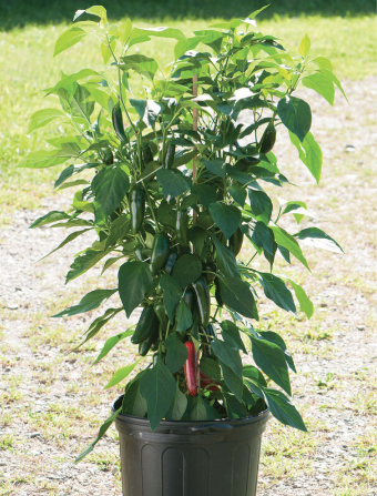 Plant de piment fort Cuatrero en pot 4"