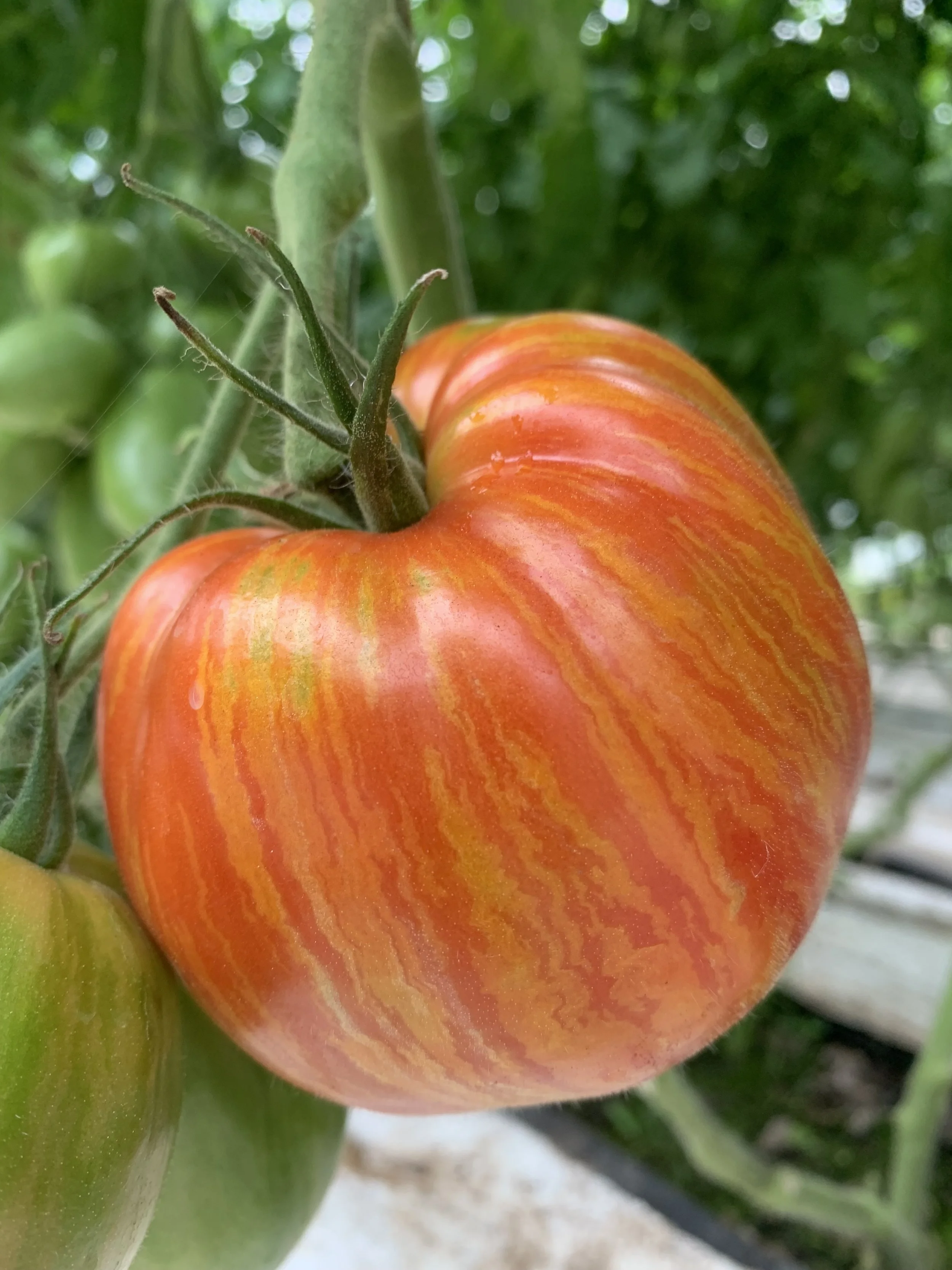 Plant de tomate en pot 4" Speckled Roman
