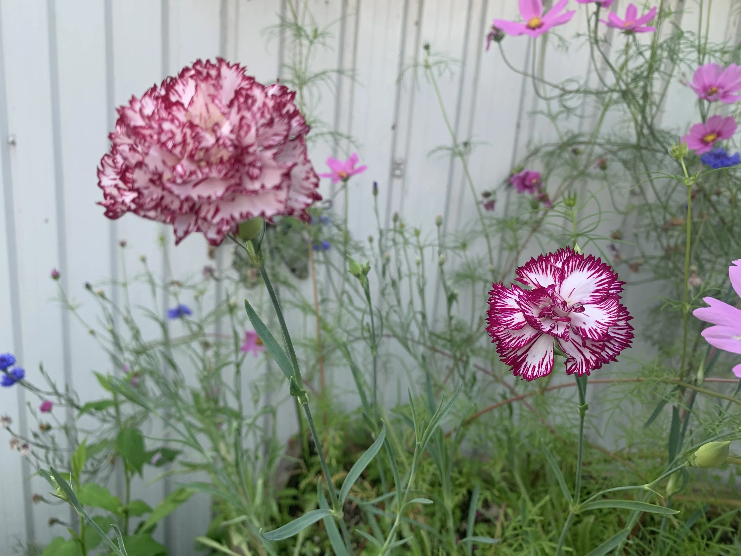 Plant d'oeillet dianthus Chabaud Picotee (fleur comestible) en pot 4"