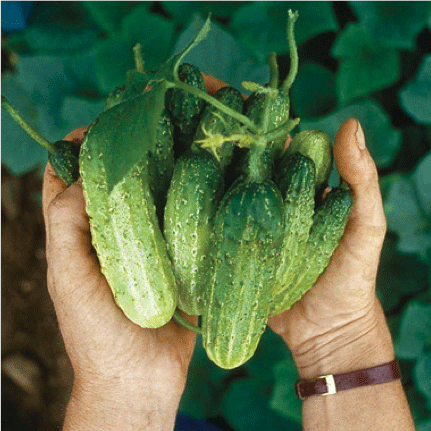 The Pickle Patch Kit