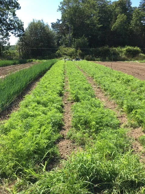 carrots.jpg