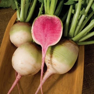 radish.jpeg