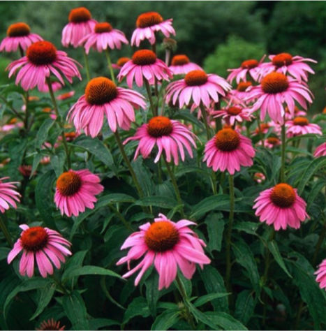 Perennial Flowers