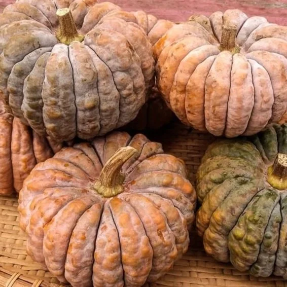 winter-squash-black-futsu-1.jpg