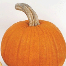 Pumpkin_NewEnglandPie.png