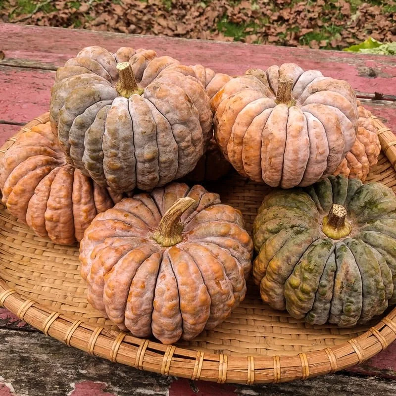Black Futsu Winter Squash