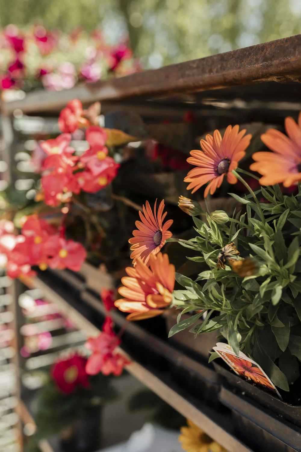 Eau-Claire-Wisconsin-Farmers-Market-flowers-ErinMolstadPhotography