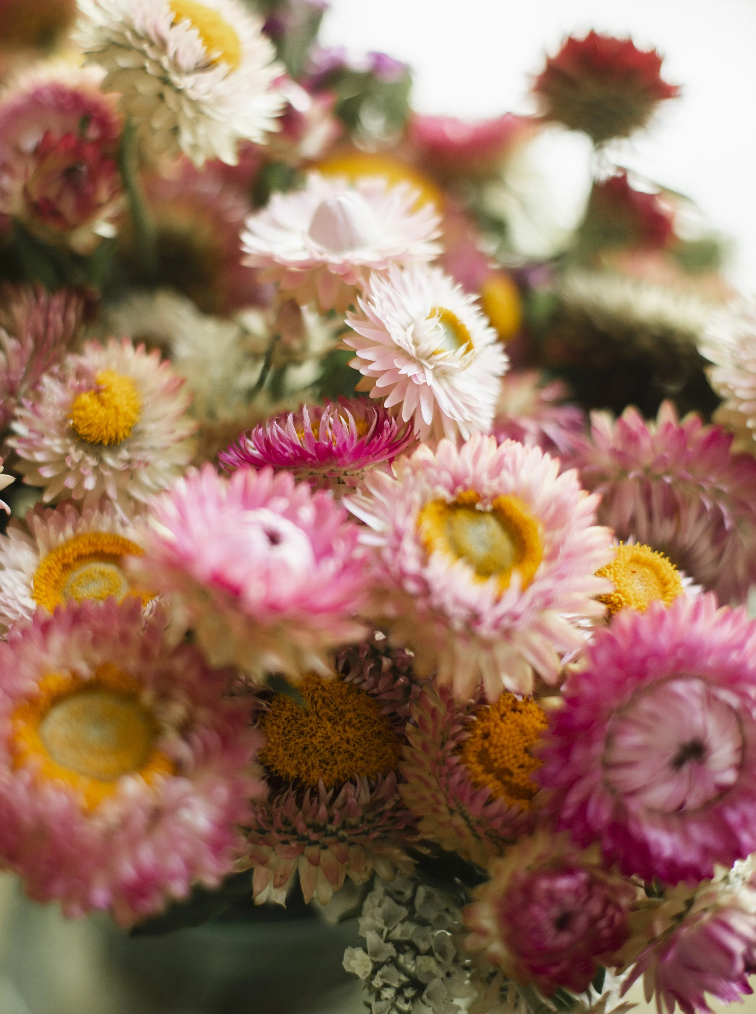 Eau-Claire-Wisconsin-Farmers-Market-ErinMolstadPhotography