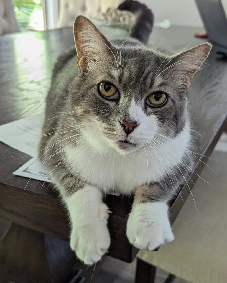 ALL ABOUT CATS - Hilton Head Island