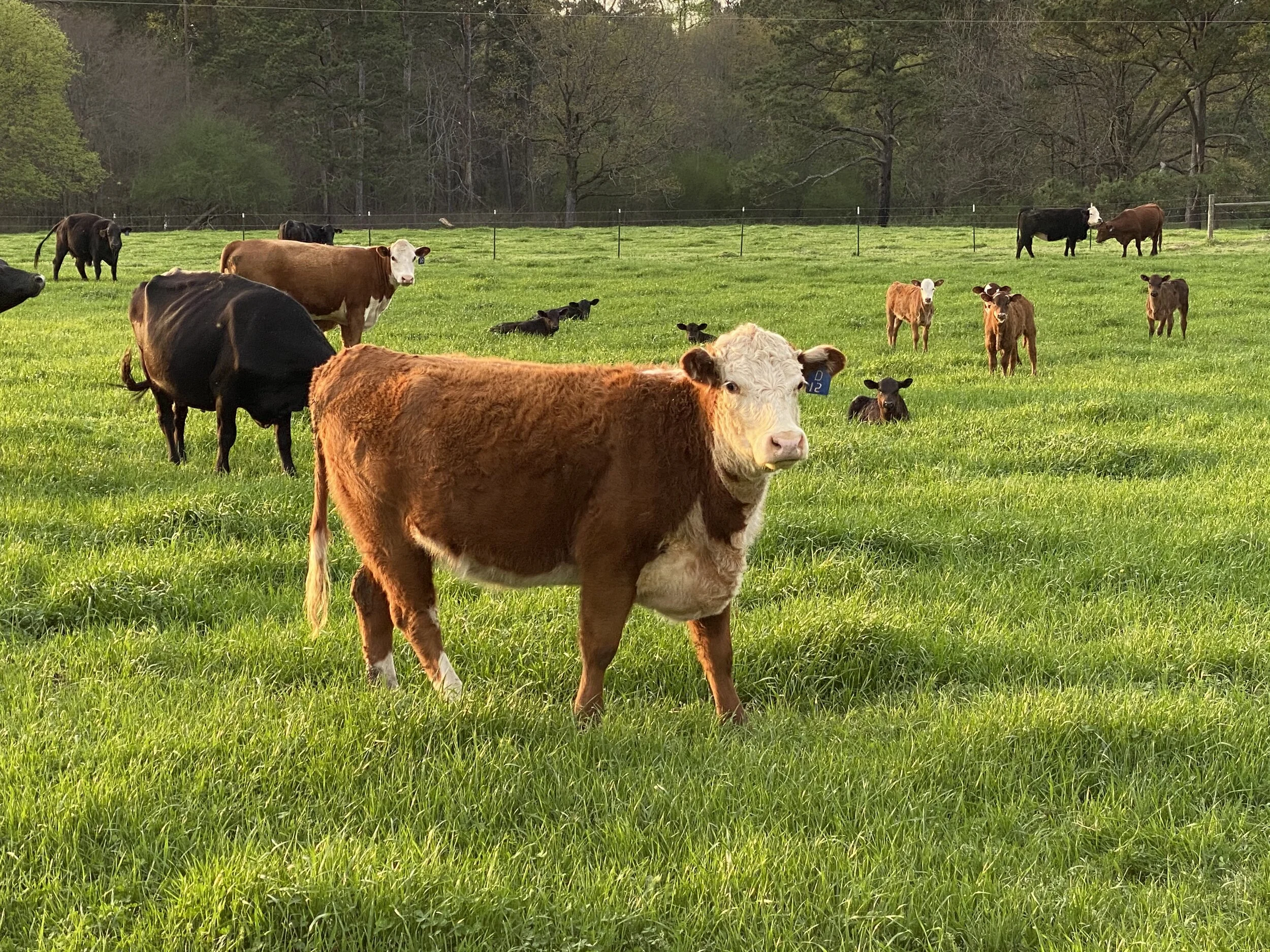 About — Carhan Farm