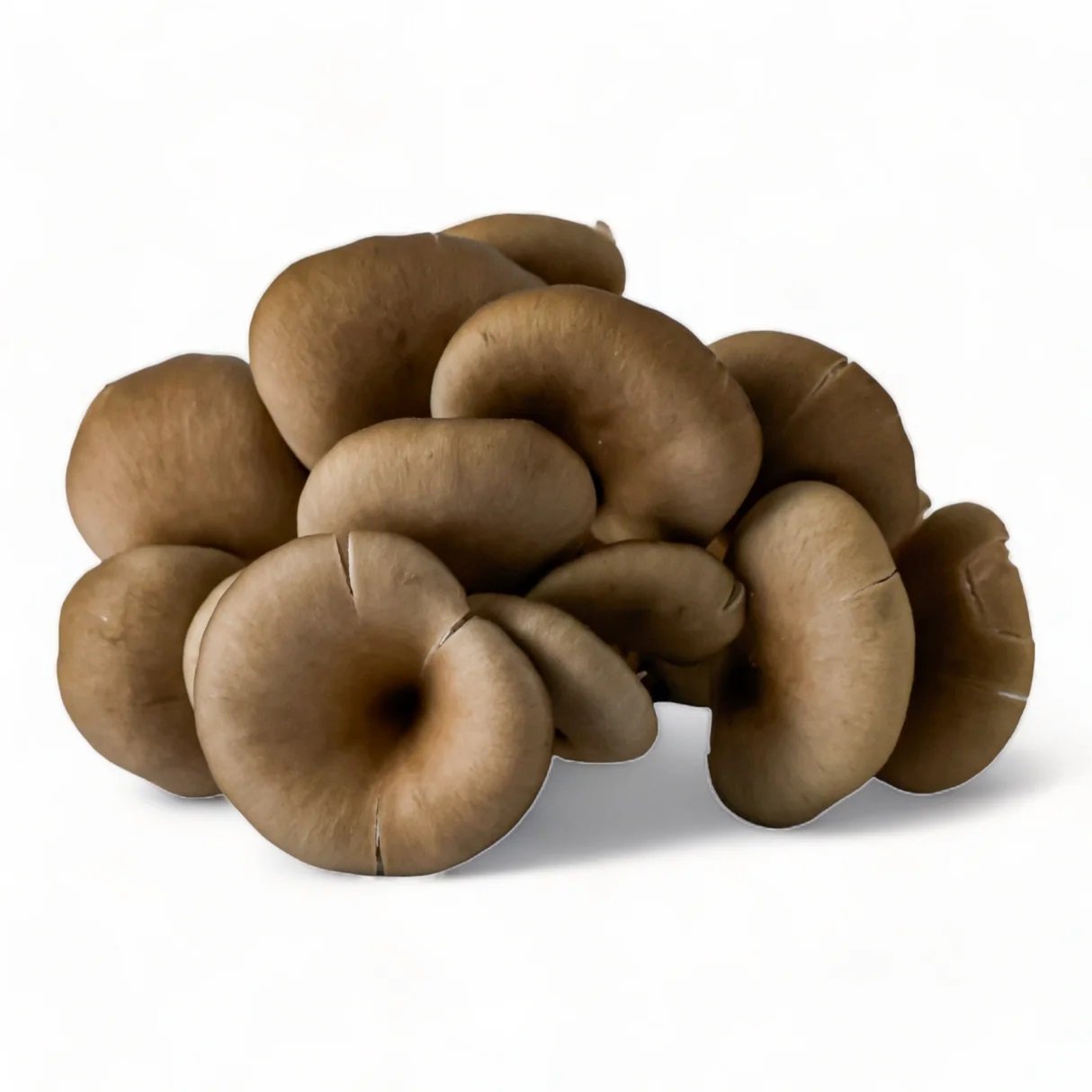 Oyster Mushroom