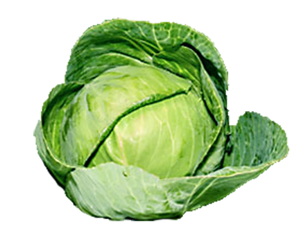 Green Cabbage