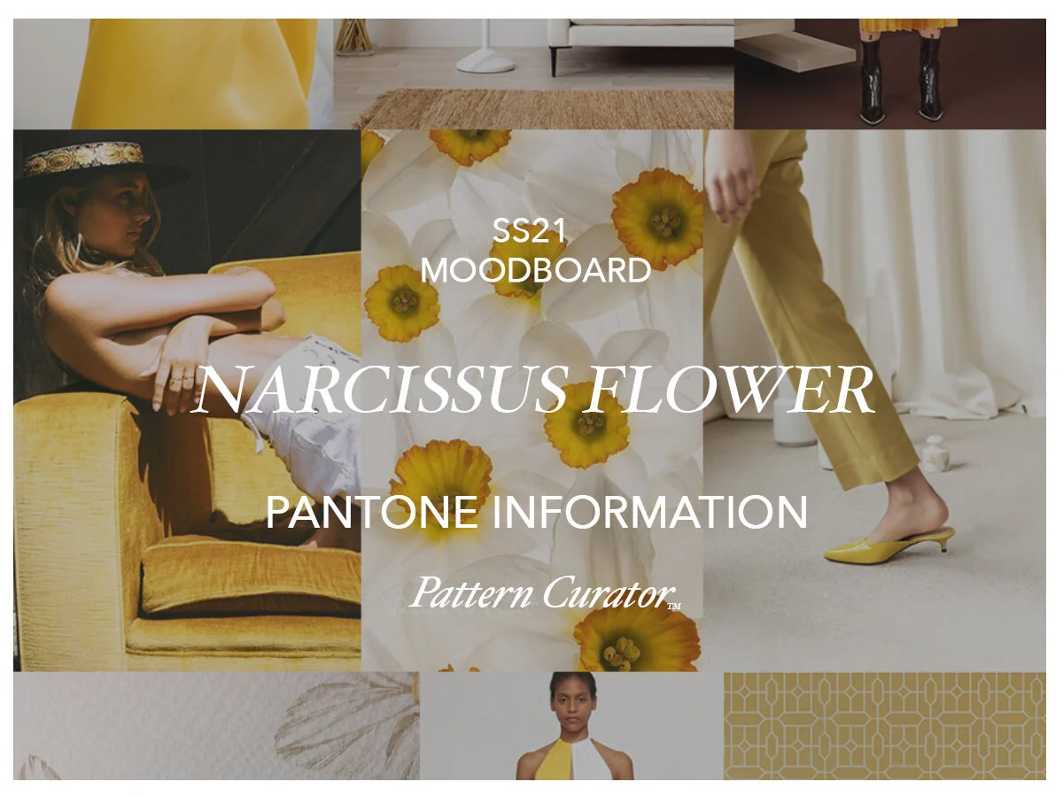 NARCISSUS FLOWER