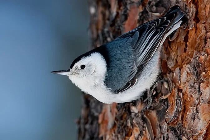 White-breasted Nuthatch (Copy)