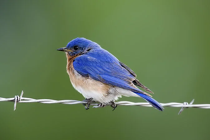 Eastern Bluebird (m) (Copy)