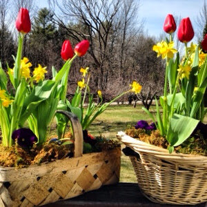 make-flower-baskets-diy.jpg