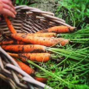 fresh-carrots-for-soup-recipe.jpg