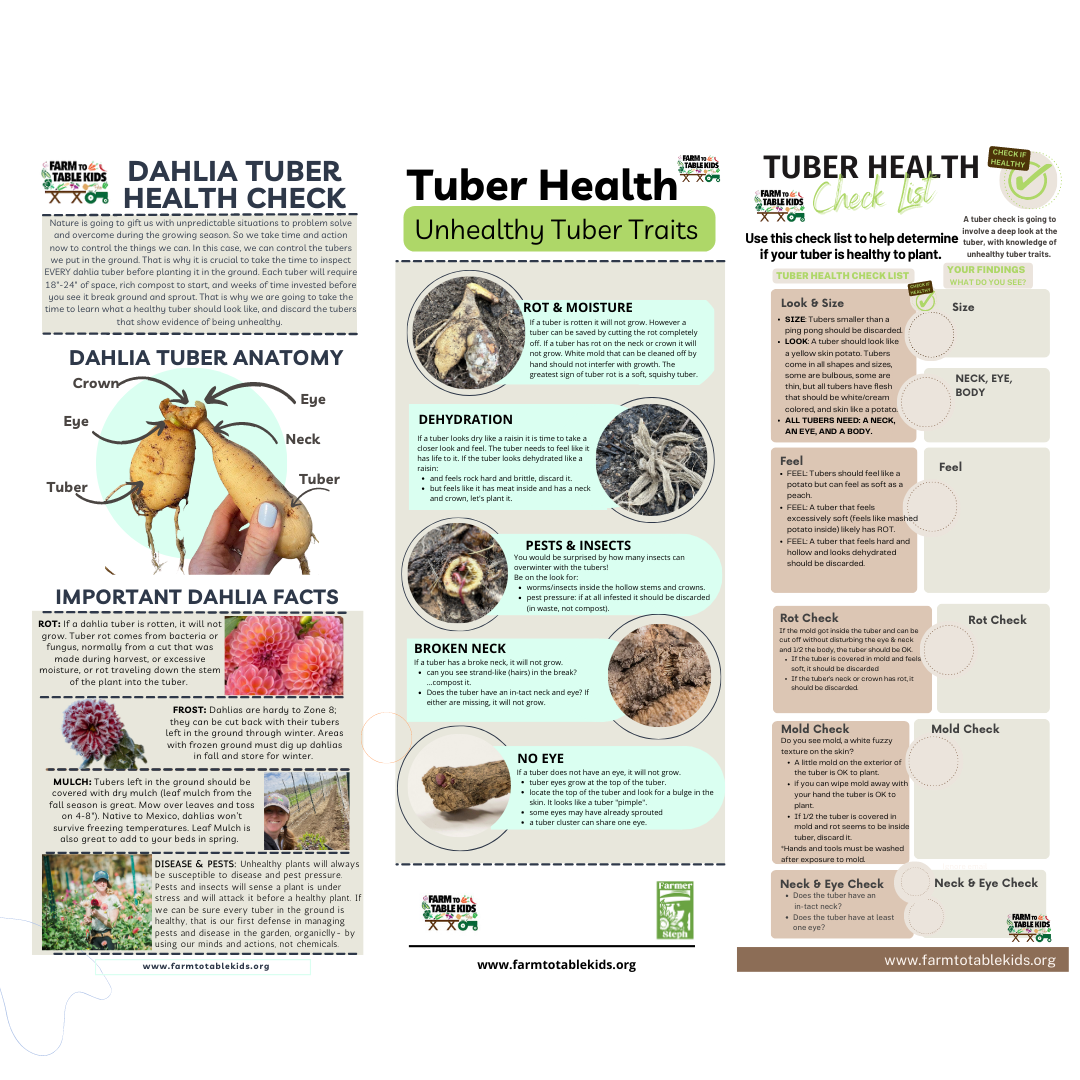 Dahlia Tuber Health one pager for insta.png