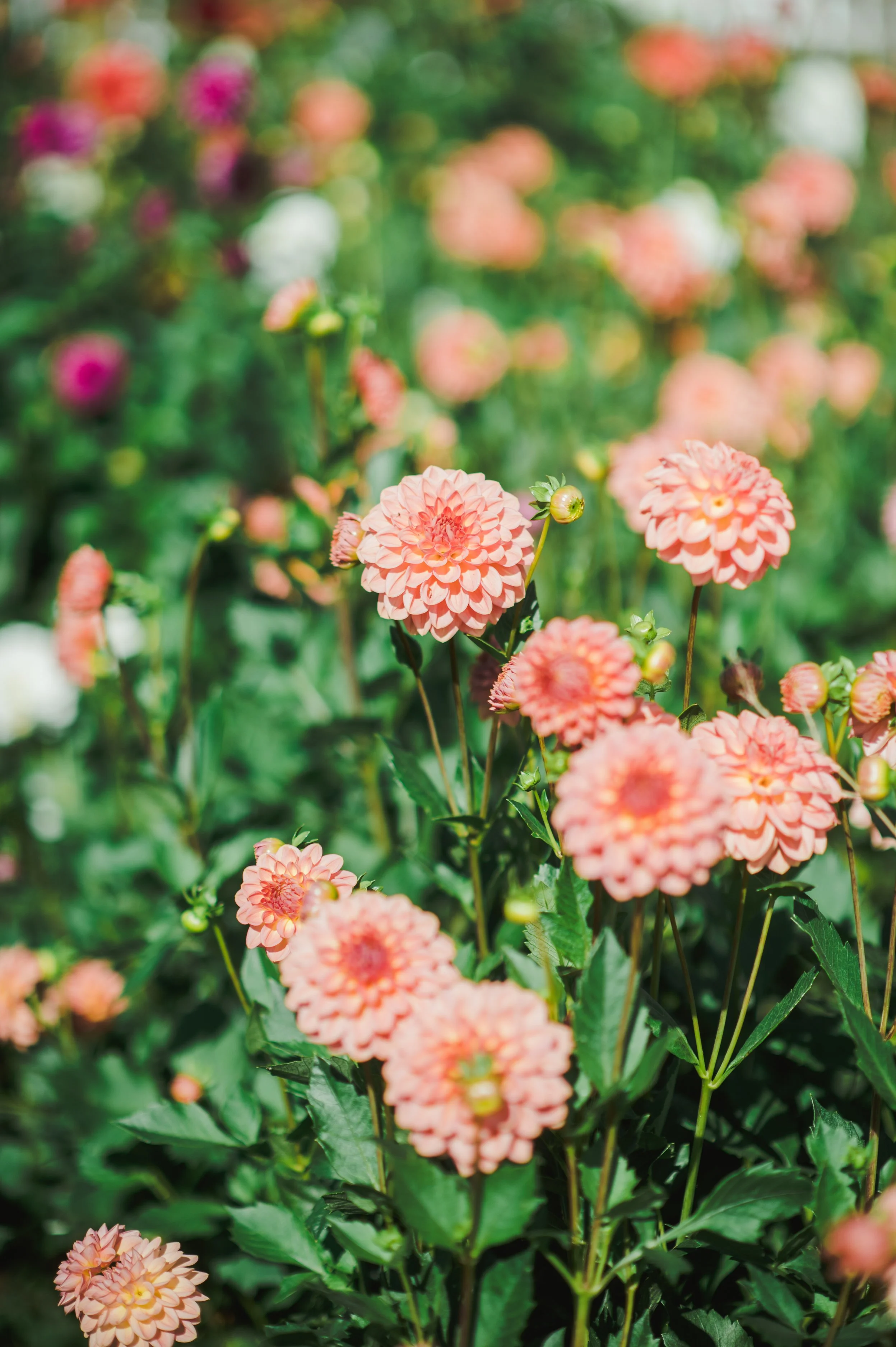 FTTK_Dahlias_Oct2021_430_HR.jpg