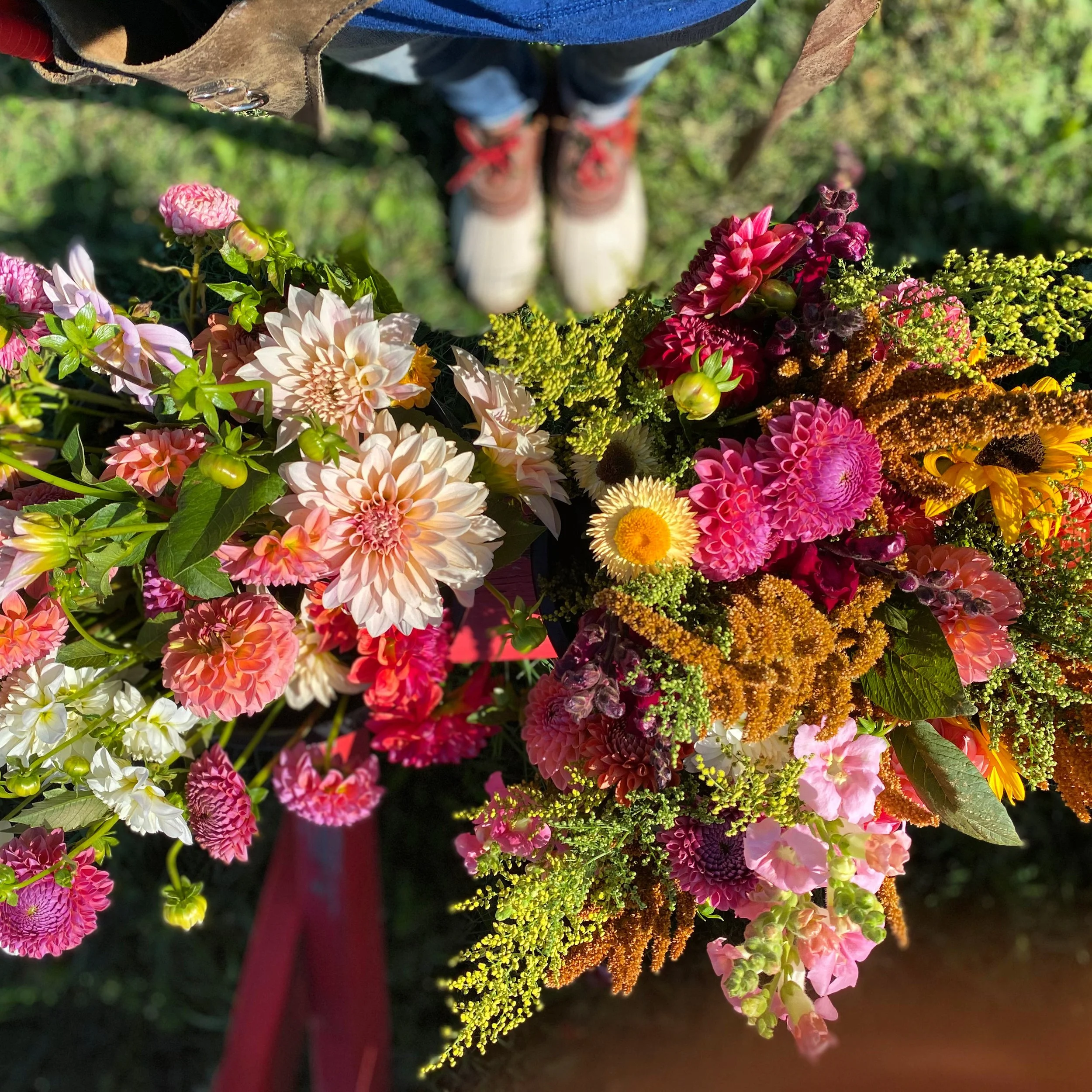 dahlias with boots.JPG