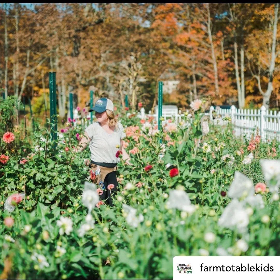 farmer steph in dahlias.JPG