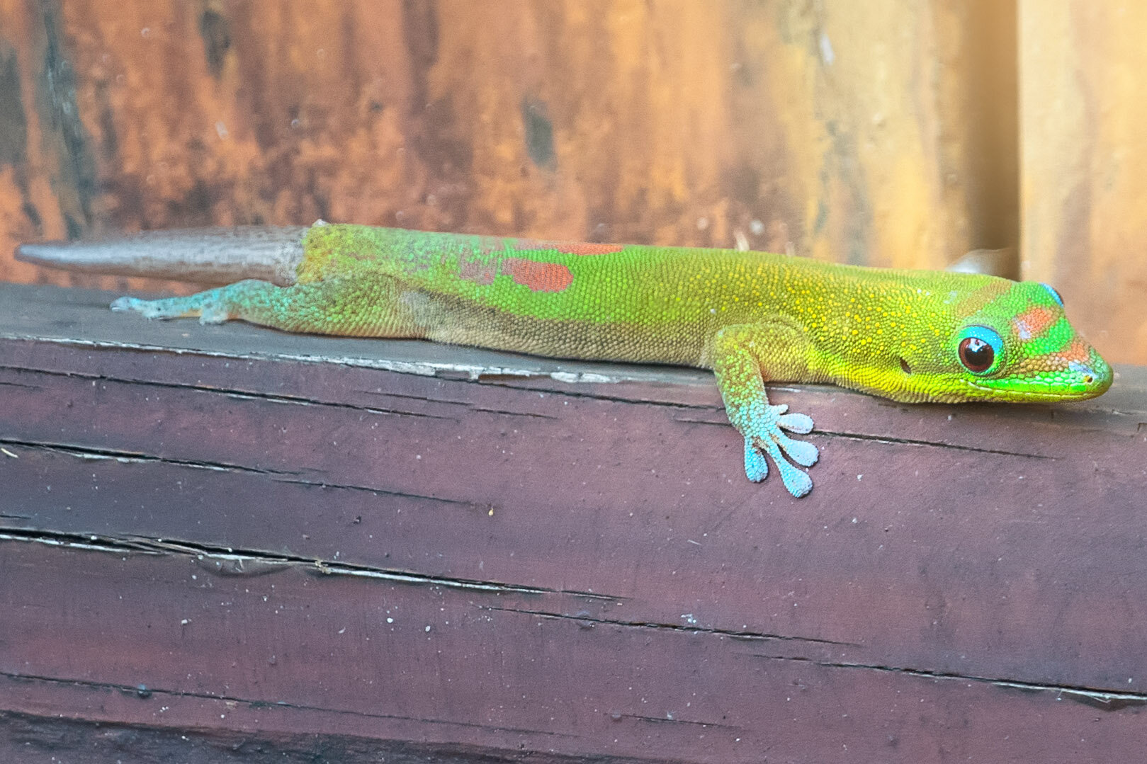 I almost slipped him in my pocket to take him home. Such a cutie, I meal those fingers. 🥰 #golddustdaygecko 

***********************************​​​​​​​​​​​​​​​​⁠​​​​​​​​​​​​​​​​

#wildlife_perfection #wildlife_seekers⁣ #wildlifeplanet #animalsofins