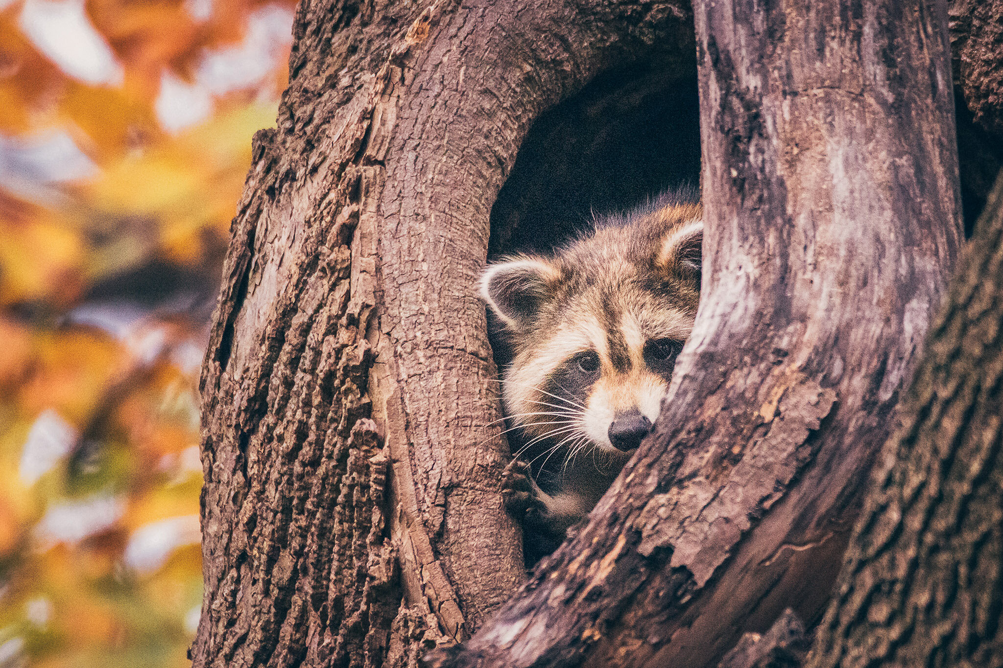 Fall is time for naps in tree holes. Am I right? Also those little fingers. So cute. 

*******************************************​​​​​​​​​​​​​​​​​​​​​​​​​​​​​​​​​​​​​​​​​​​​​​​​​​​​​​​​​​​​​​​​​​​​​​​​​​​​​​​​​​​​​​​​​​​​​​​​​​​​​​​​​​​​​​​​​​​​​​​​
