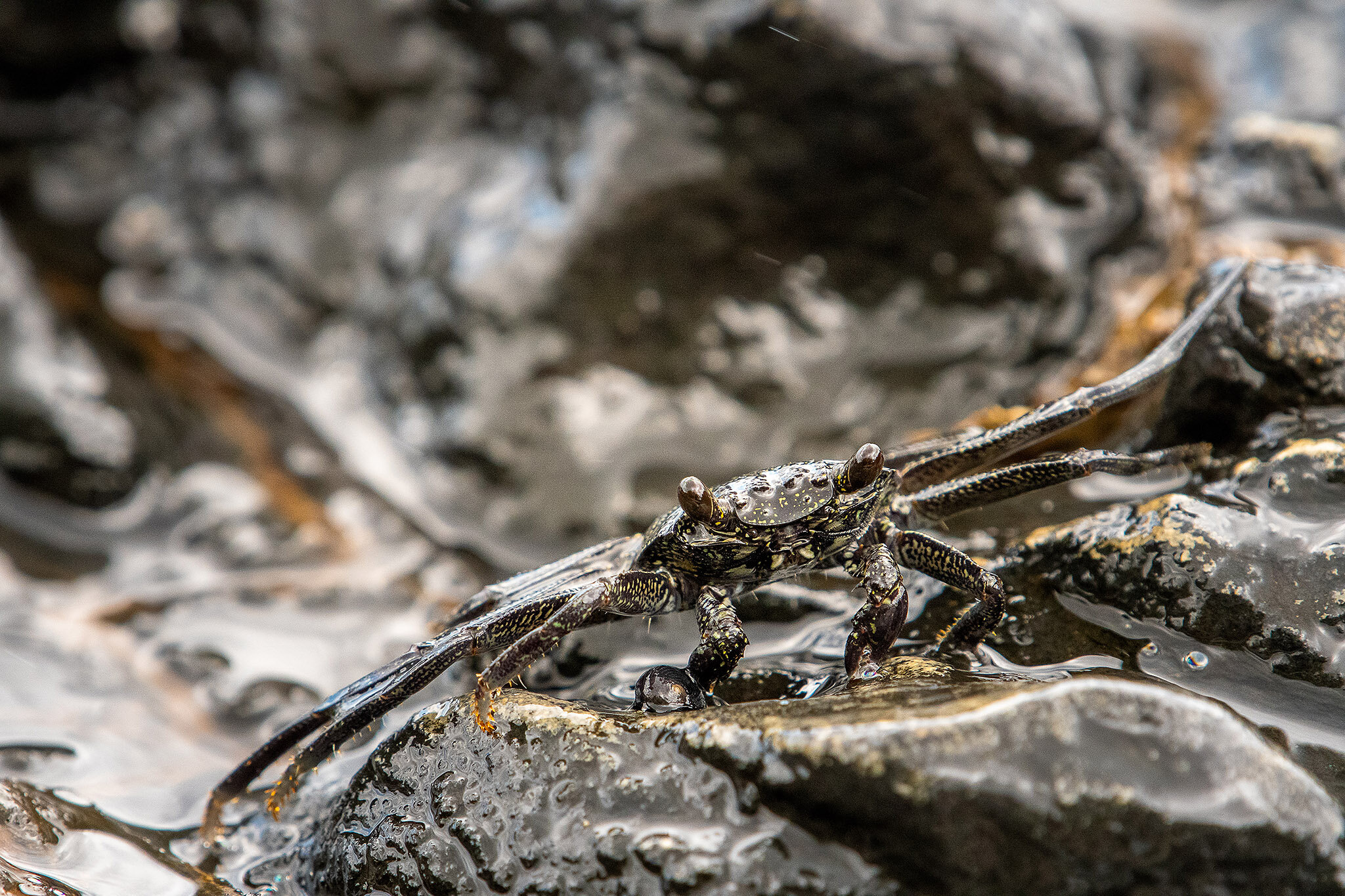 Think shelled rock crab. Could watch them all day. 

***********************************​​​​​​​​​​​​​​​​⁠​​​​​​​​​​​​​​​​

#wildlife_perfection #wildlife_seekers⁣ #wildlifeplanet #animalsofinstagram ⁣#igscwildlife #animalelite #instanature #wildlifeo