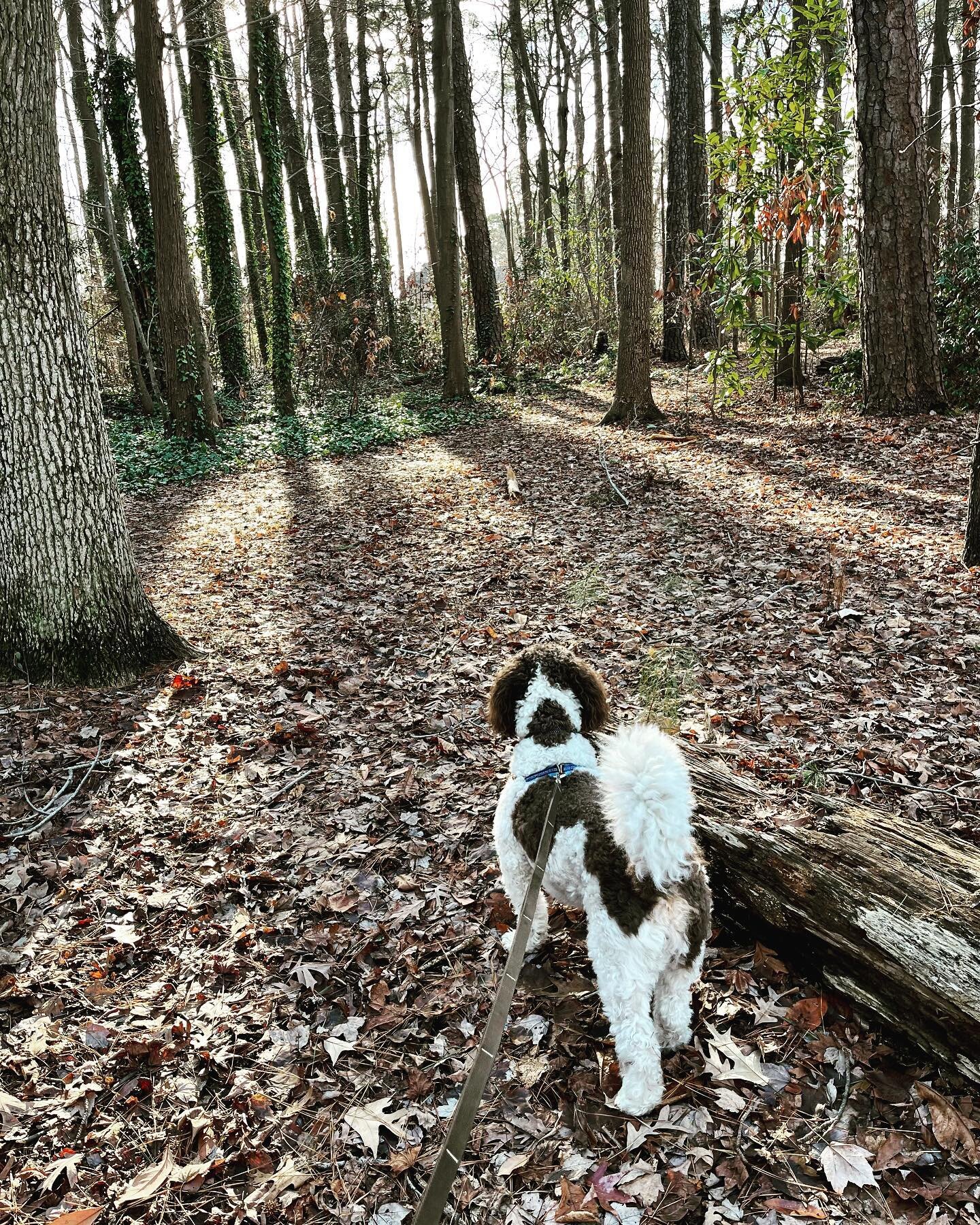 Our New Year&rsquo;s Day hike, one day late. 66 degrees! #bernedoodlesofinstagram #minibernedoodle #newyearshike #lakesmithlakelawson