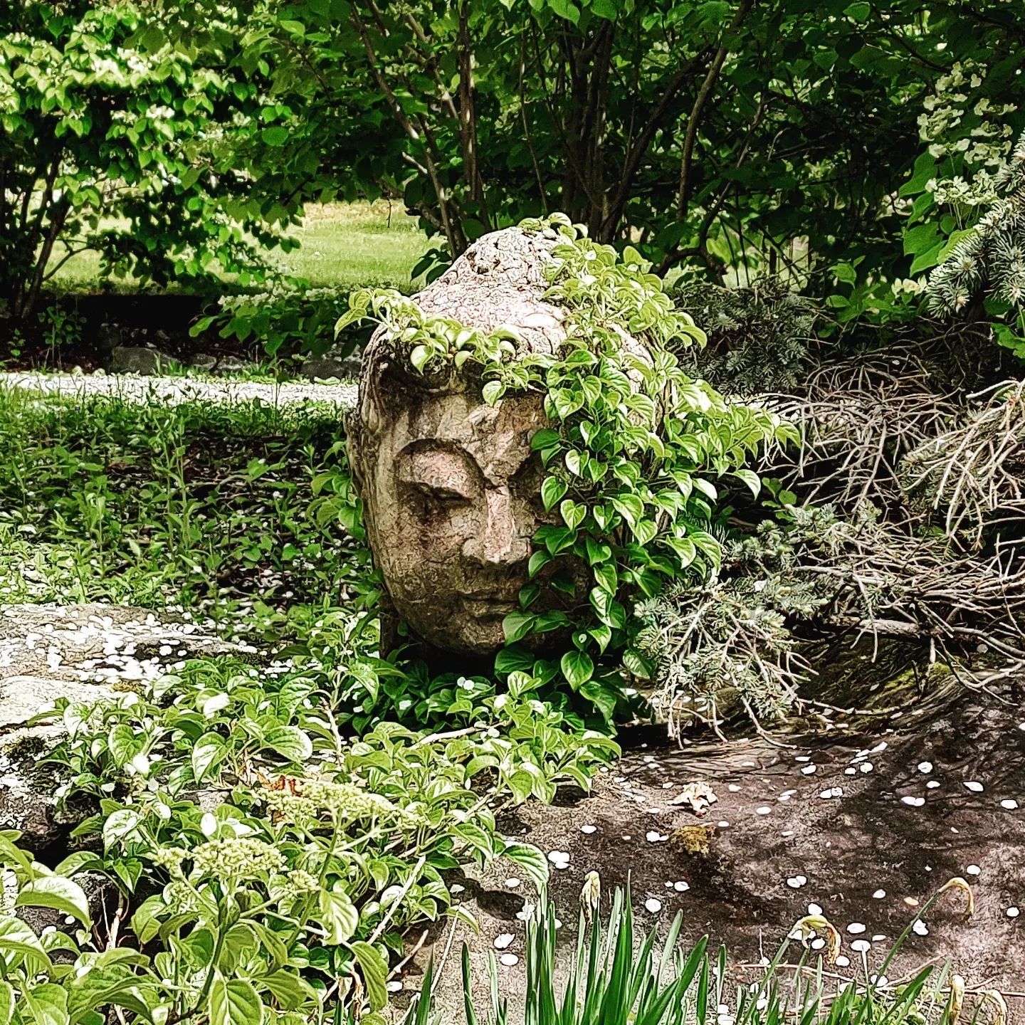 We finally found another of these vintage stone Buddha Heads.  Very large 2'tall, super heavy, so it won't blow away.  This one pictured was installed about three years ago and looks amazing in the garden where it now lives!  #buddha #vintage #hardto