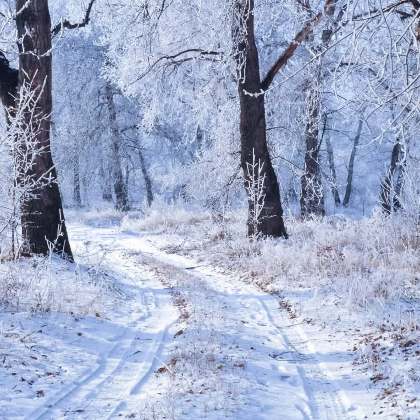 OPENING AT NOON! 

  #snow  #winter #wintermarkdowns #openeveryday