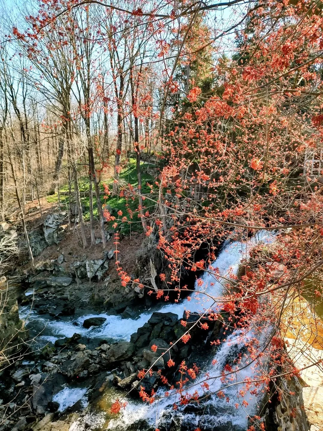 View from our deck.  Spring is budding.  #39years #communitybusiness #shoplocal #newprestonct