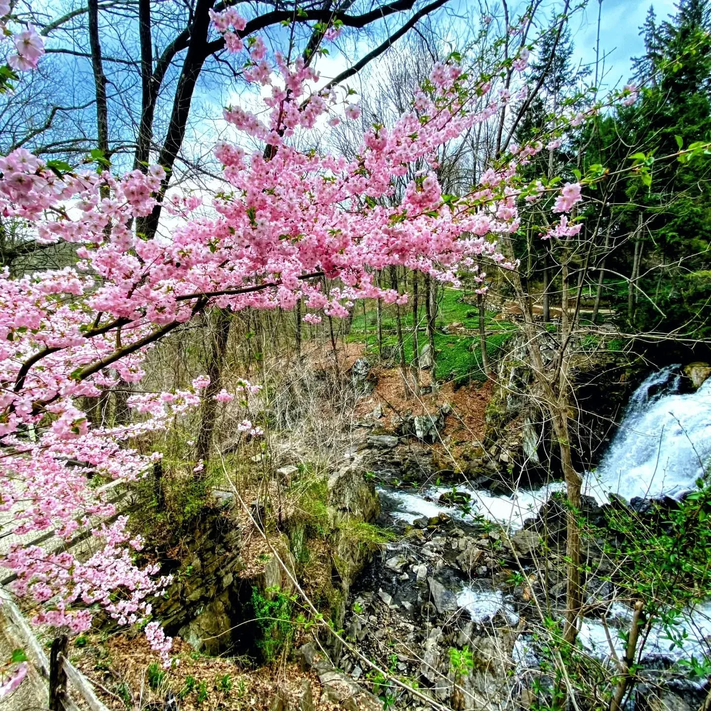 The gorgeous cherry tree is in bloom behind our waterfall viewing deck.  David and Peter had the foresight to plant this beautiful tree many years ago.  We, and many others, have enjoyed its presence for many spring times.  It evoked the meaning of P