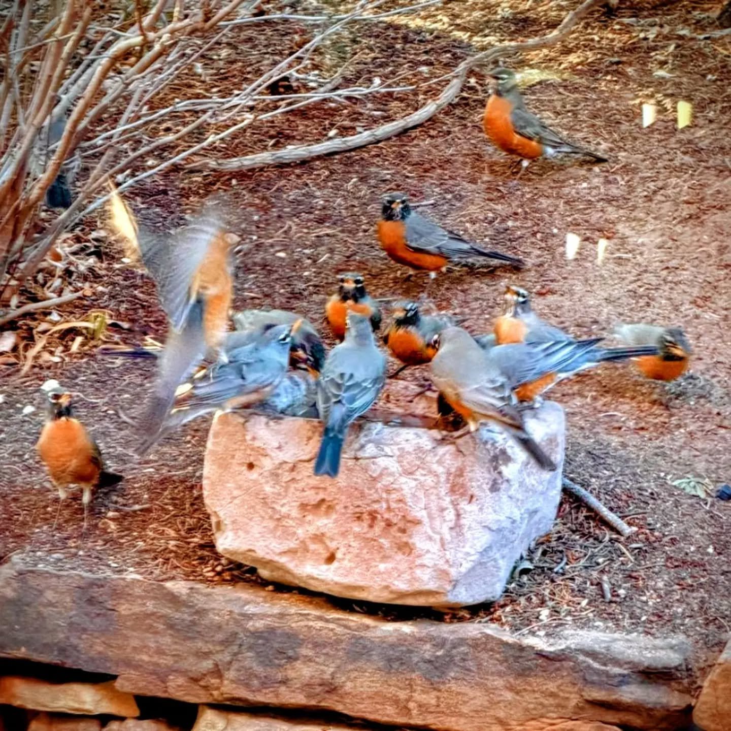 Our beautiful Stone Troughs of varying sizes can be used as Bird Baths as well as Container Gardens.  Ours attracts many birds to bathe and drink.  #birdwatching #birdlovers #naturalstone #outdoorfurnturesale #openeveryday