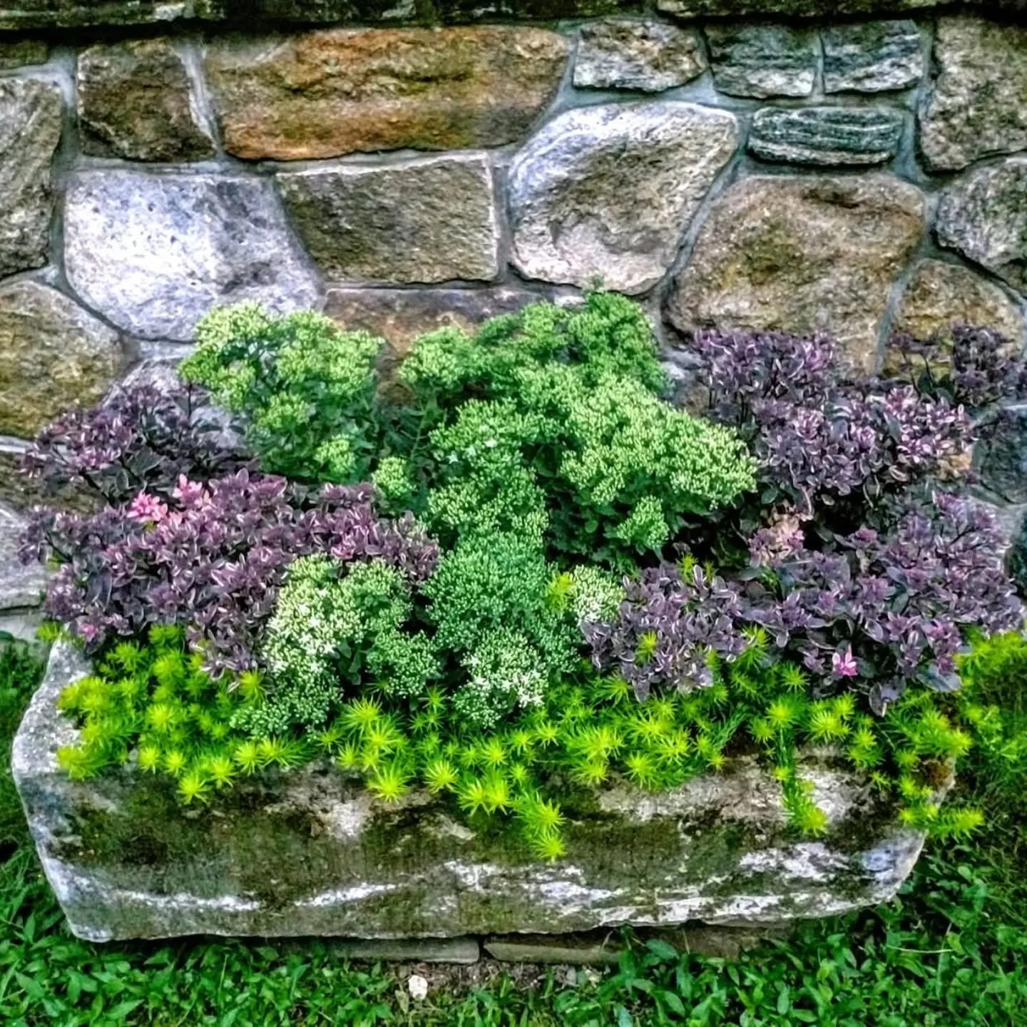 Our Stone Troughs weather with age and get mossy over time.  They make beautiful container gardens, this one showing succulents that return annually.  We can help with that too.  #outdoorfurnturesale #fallplanting #succulentlove #openeveryday #newpre