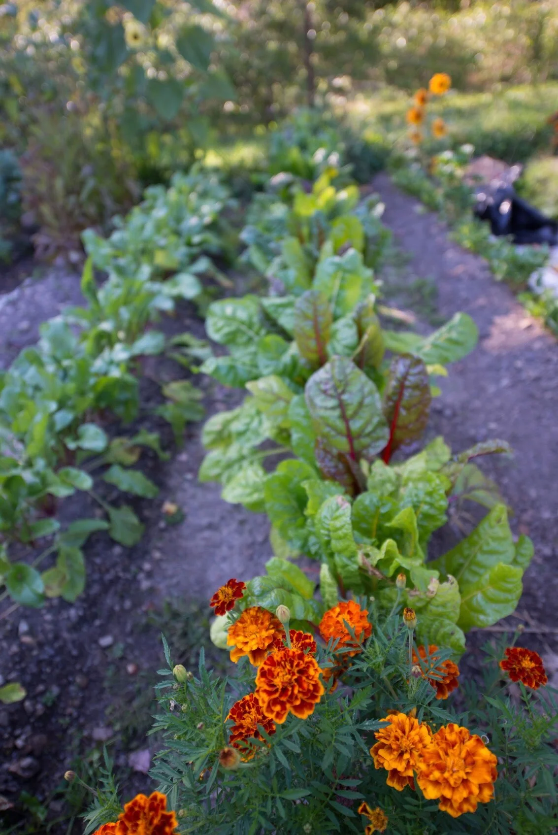 Companion Garden.jpg