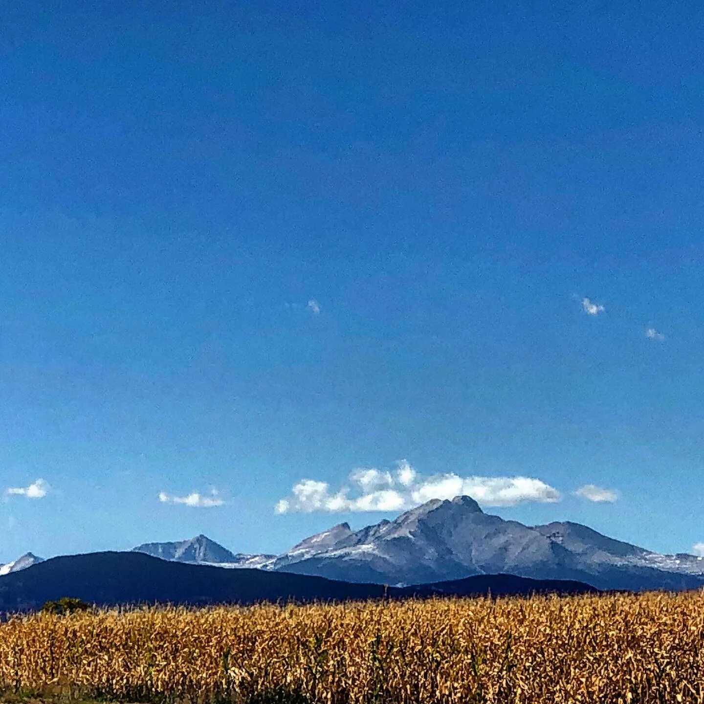 Longs in a bluebird day 
#colorado #seedtotrees #longspeak