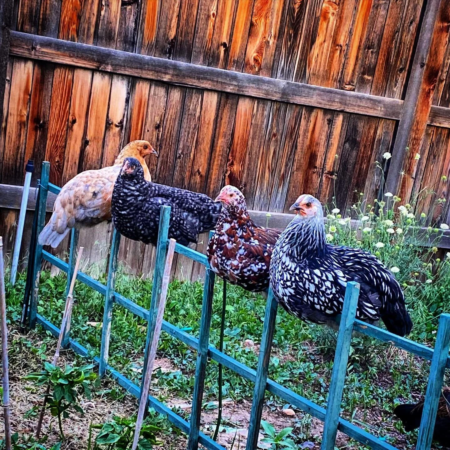 Sunday roost in the garden .
.
#seedtotrees #backyardhens #urbangardening #organic