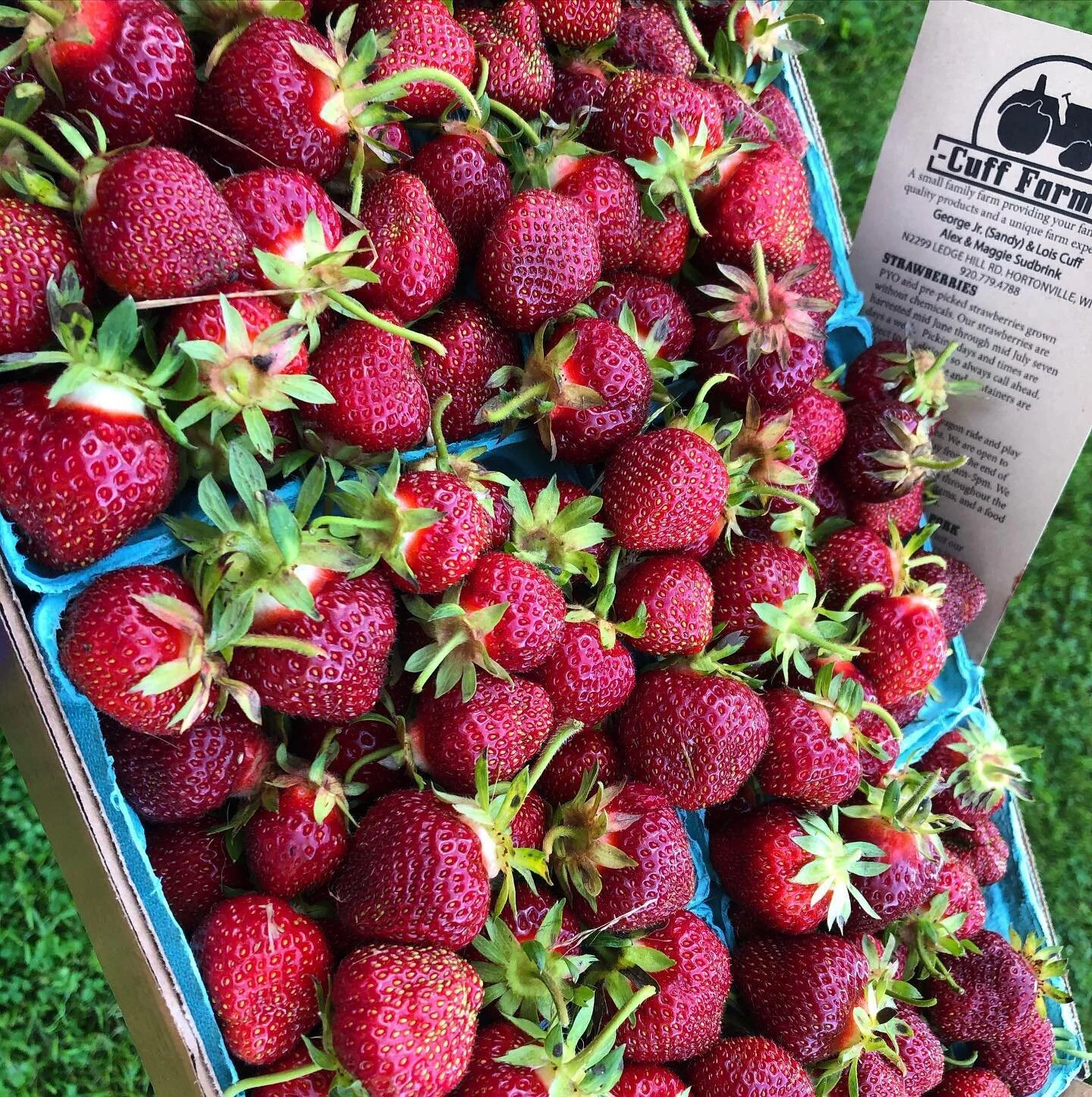 Just picked strawberries from a neighboring farm 🍓 💕
.
.
#organicgardening #supportlocal #strawberry #wisconsin