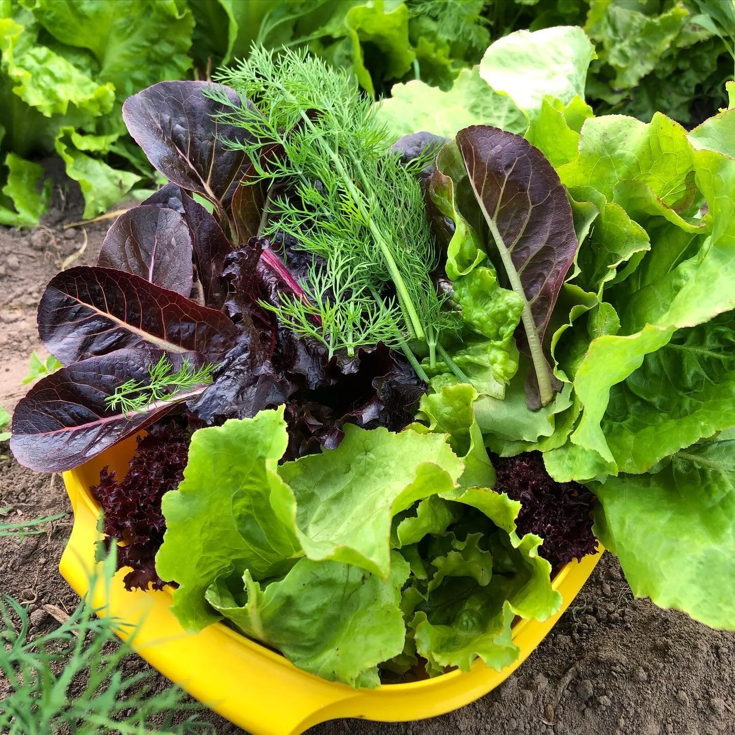 Summer has arrived along with fresh mixed greens and dill.
.
.
#organicgardening #wisconsinlife